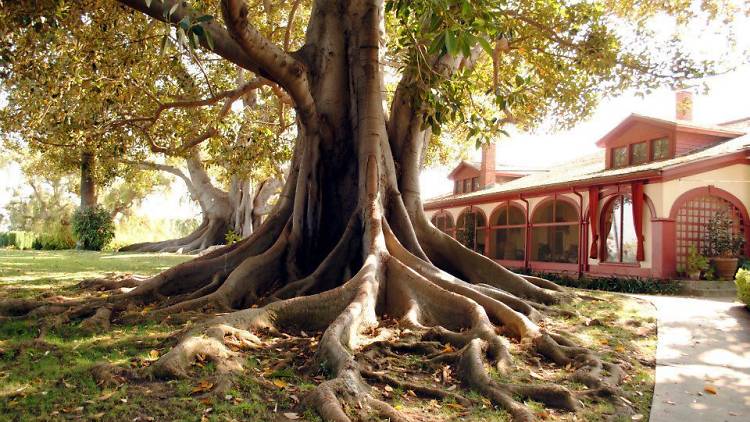 Visit a 19th-century adobe house at Rancho Los Alamitos