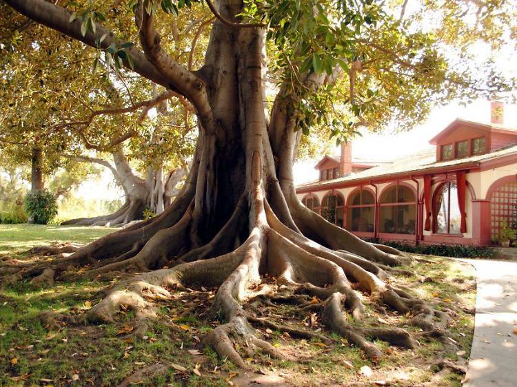 Visit a 19th-century adobe house at Rancho Los Alamitos