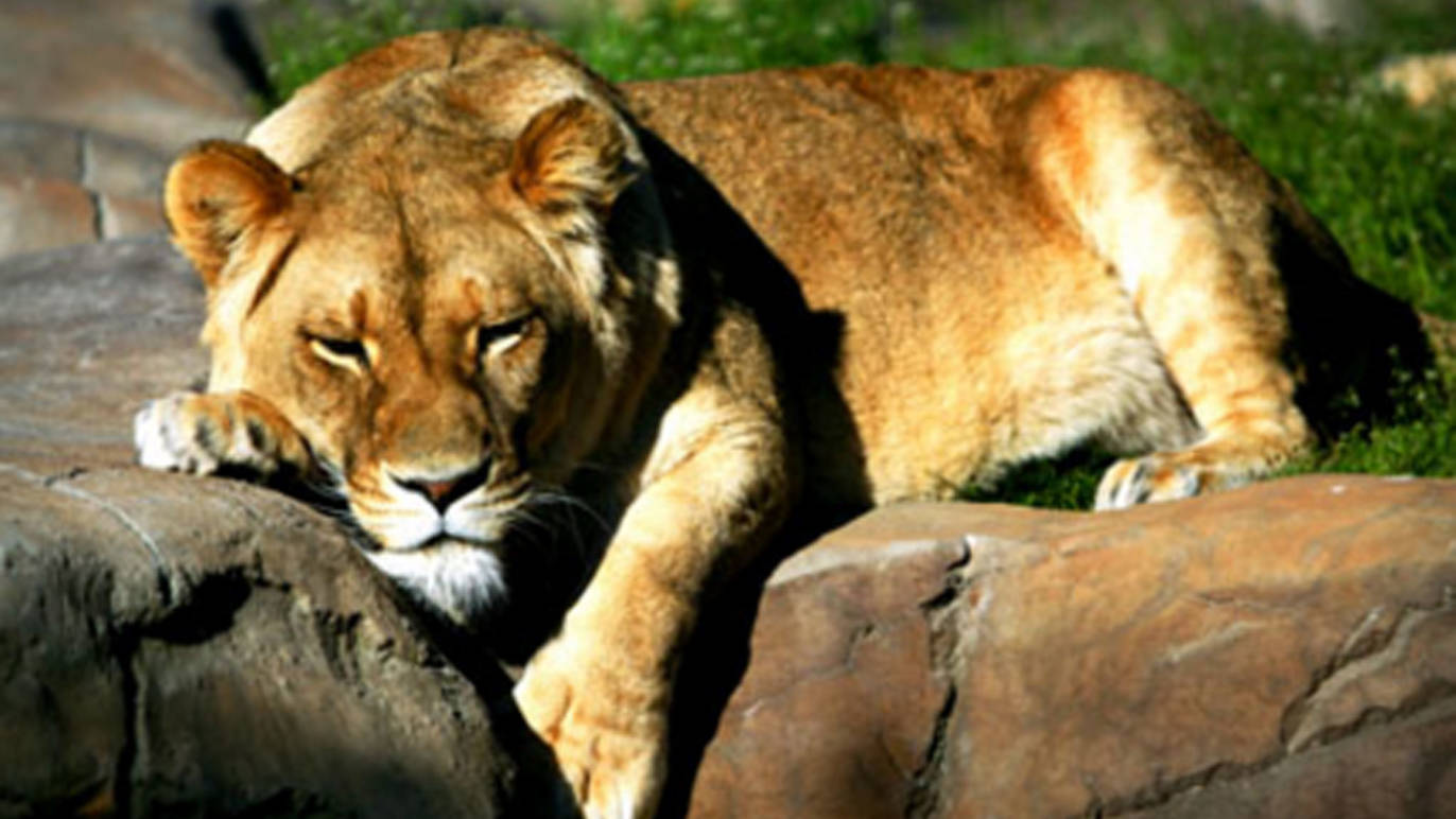 National Zoo and Aquarium Attractions in Sydney