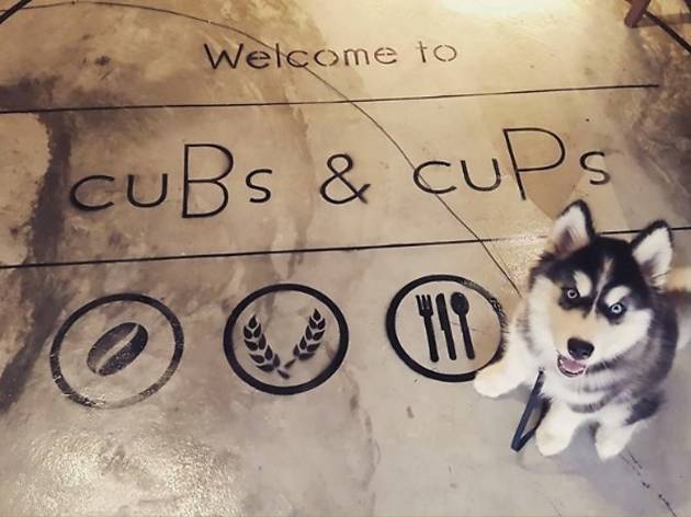 CuBs & CuPs CuBs & CuPs