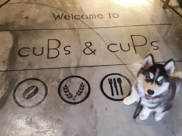 CuBs & CuPs CuBs & CuPs