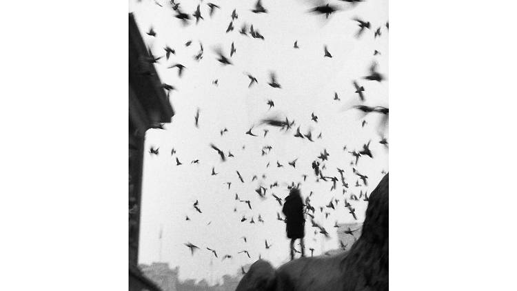 Sergio Larrain: Trafalgar Square, 1958-1959