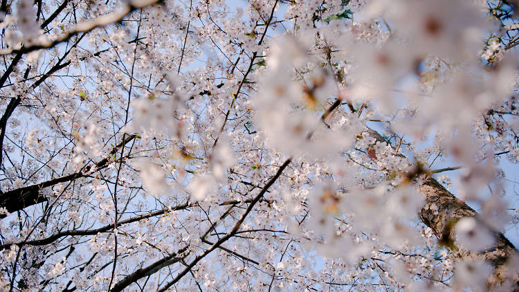 Best cherry blossom viewing spots in Tokyo