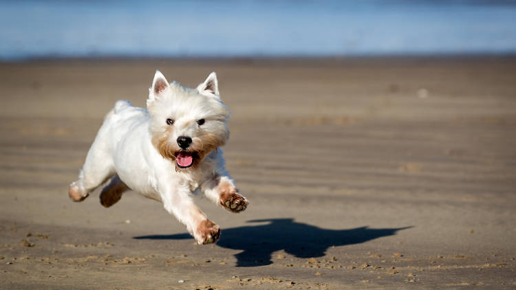 Salir a pasear al perro, o que el perro te acabe paseando a ti