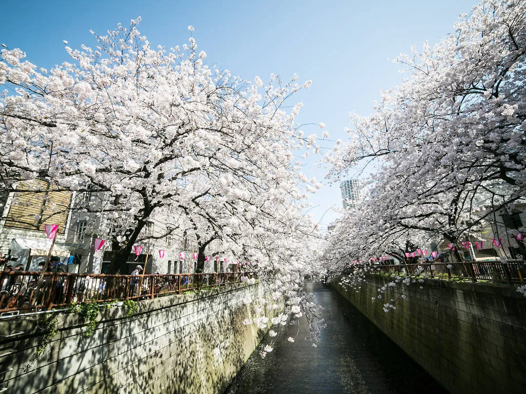 Sakura in Meguro River