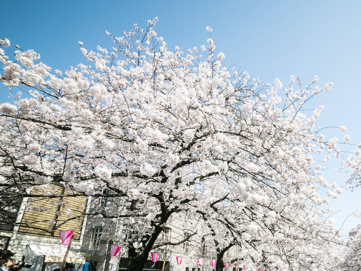 Best Time to Visit Tokyo Uncovered