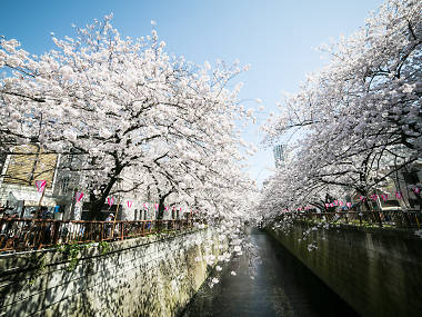 Cherry blossoms in Tokyo 2024: 17 best places to see sakura in Tokyo