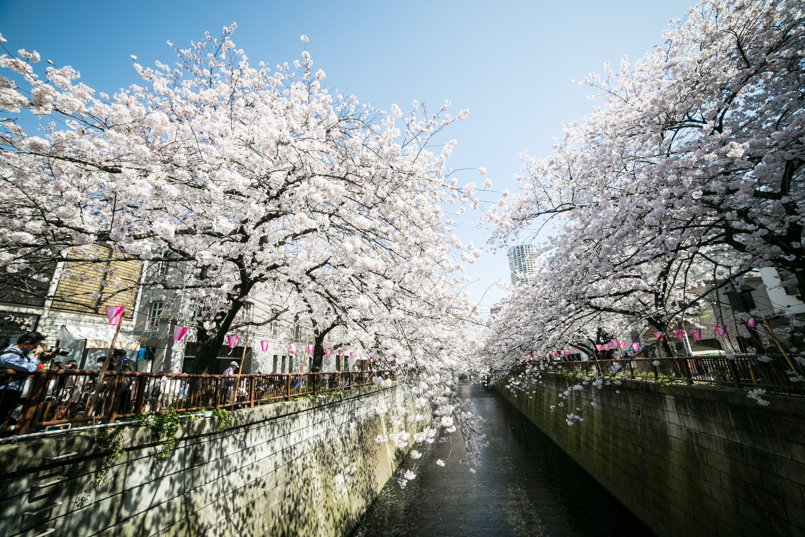 Cherry blossoms 2021: The best places to see sakura in Tokyo | Time Out