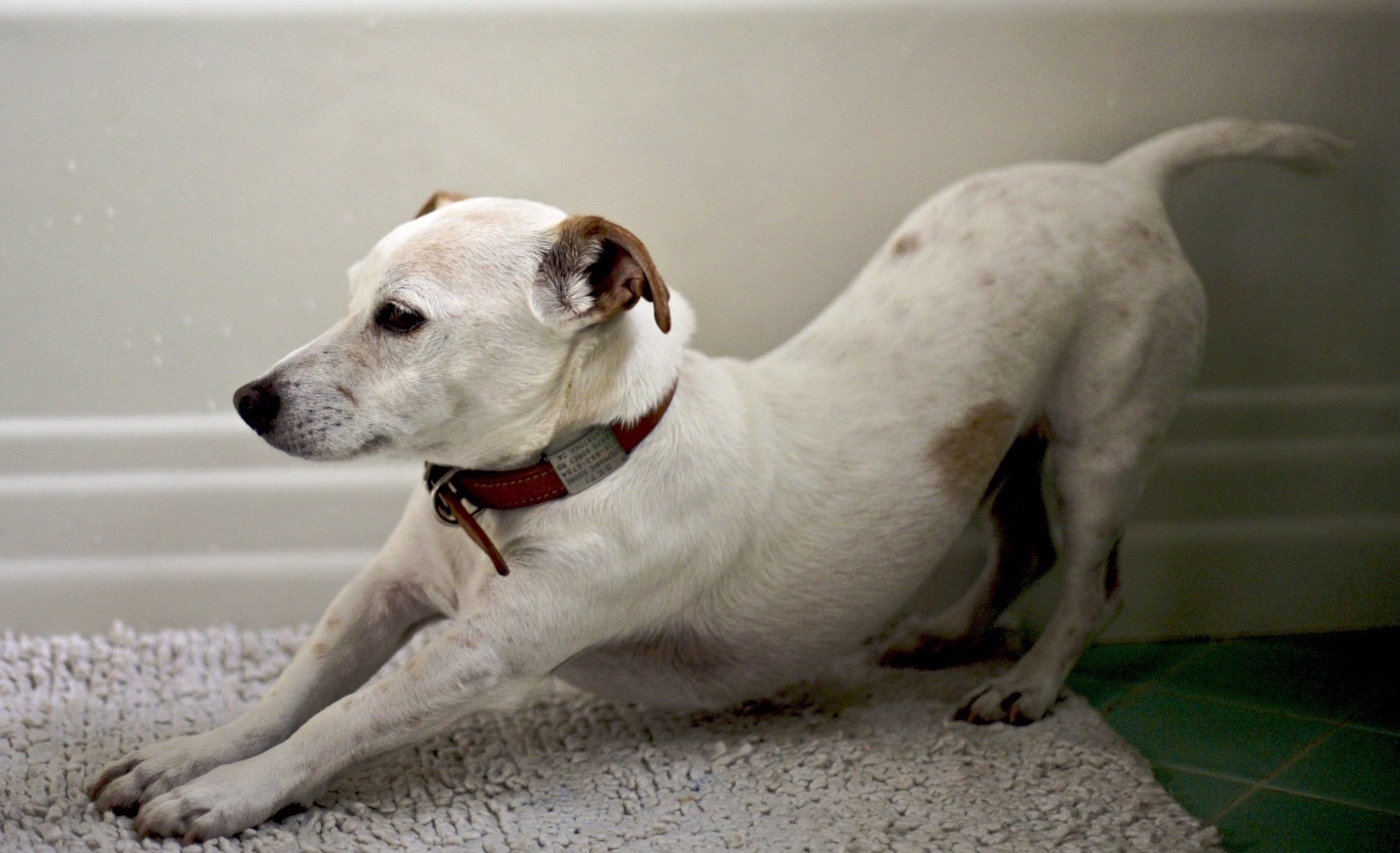 Doggy yoga is the fitness routine you’ve been waiting for