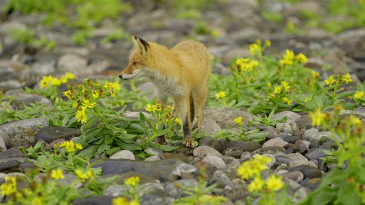 Film still from ‘The Eye That Articulates Belongs on Land’ by Karen Kramer