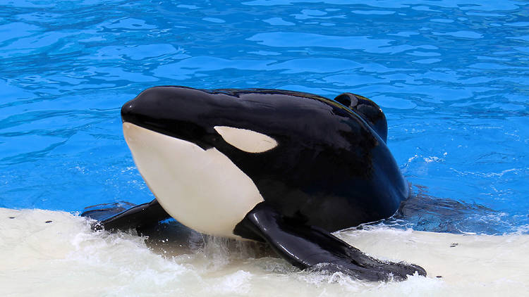 Orca whale at San Diego SeaWorld