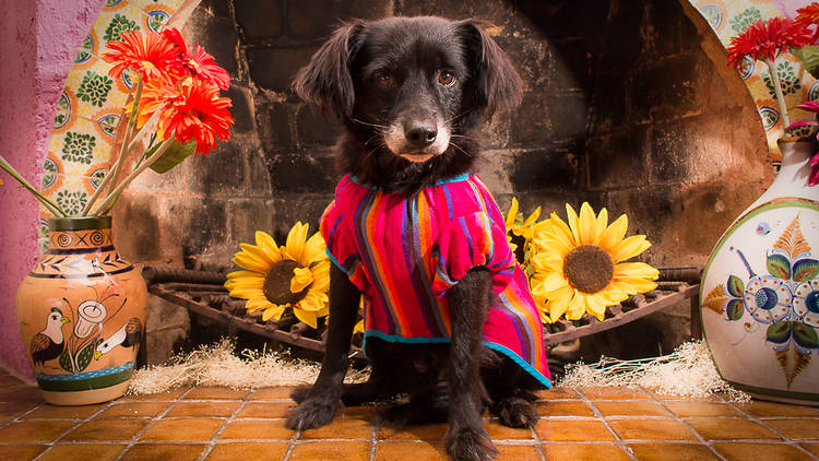 Foto: Cortesía El Rebozo de Dolce