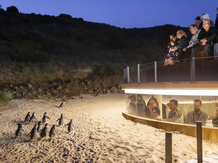 Phillip Island Penguin Parade