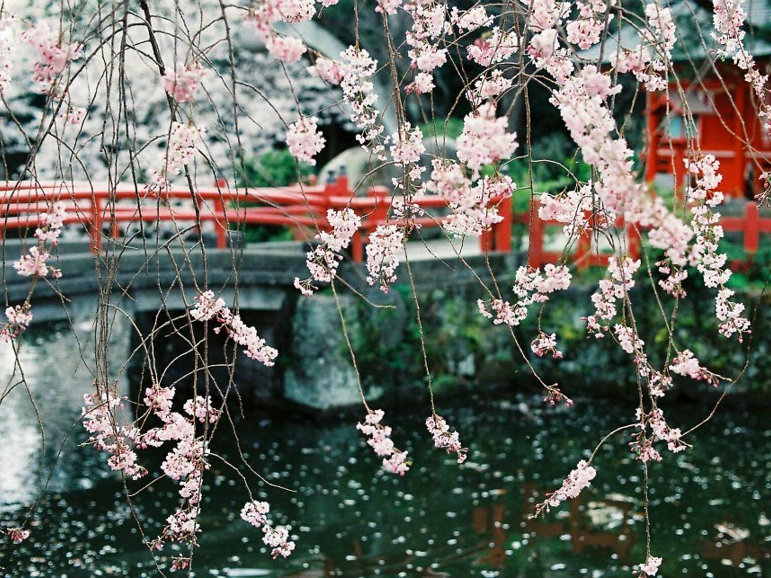 9 things you didn't know about cherry blossoms | Time Out Tokyo