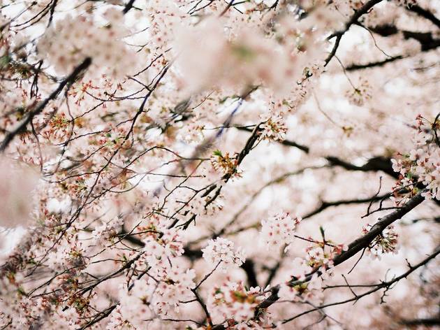 9 things you didn't know about cherry blossoms | Time Out Tokyo