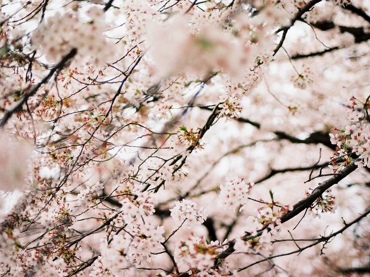 25 Cherry Blossoms Facts - Things You Didn't Know About Cherry