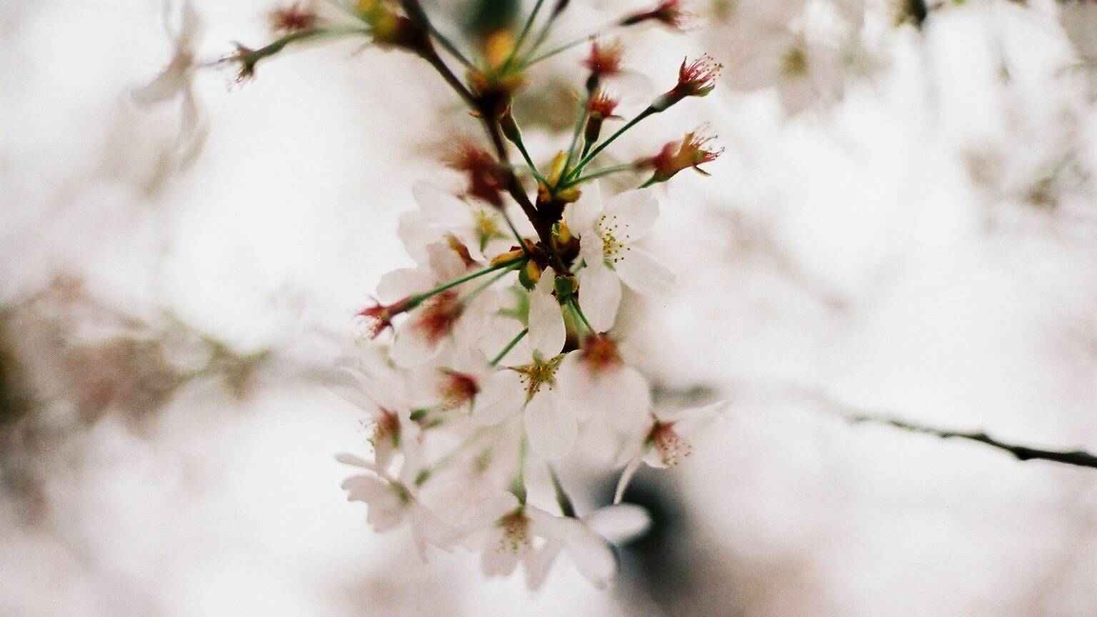 9 things you didn't know about cherry blossoms | Time Out Tokyo