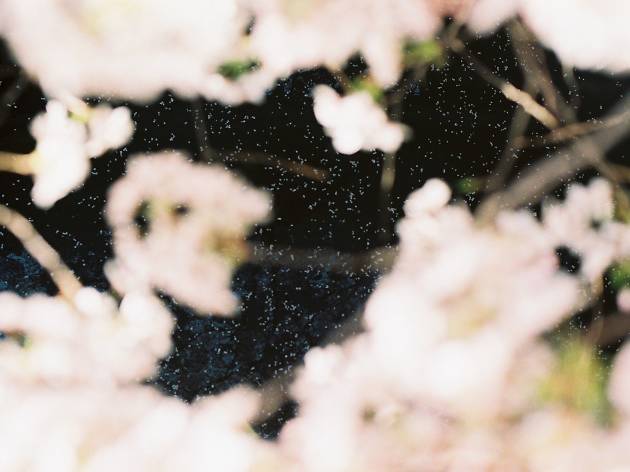 Want to see the sakura at night? Go to Ueno Park Want to see the sakura at night? Go to Ueno Park