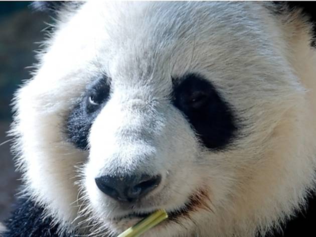 Giant panda, photo by Sebastian Bergmann