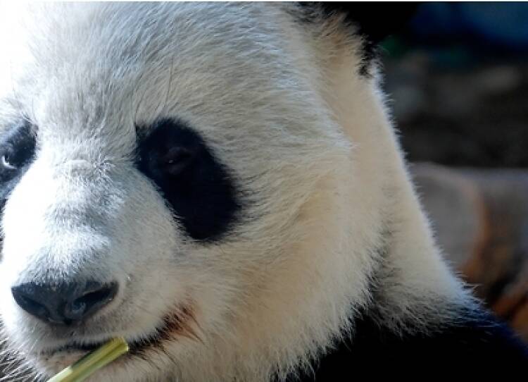 Giant panda, photo by Sebastian Bergmann