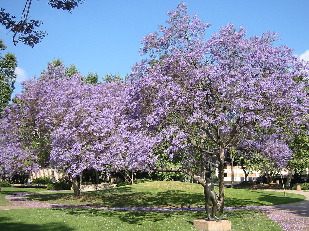Дерево с сиреневыми цветами как называется. Лос-Анджелес, цветёт жакаранда. Жакаранда дерево. Жакаранда мимозолистная. Жаккаранда Израиле жакаранда.