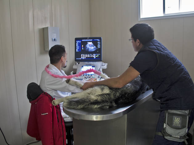 Hospital Público Veterinario Iztapalapa Hospital Público Veterinario Iztapalapa