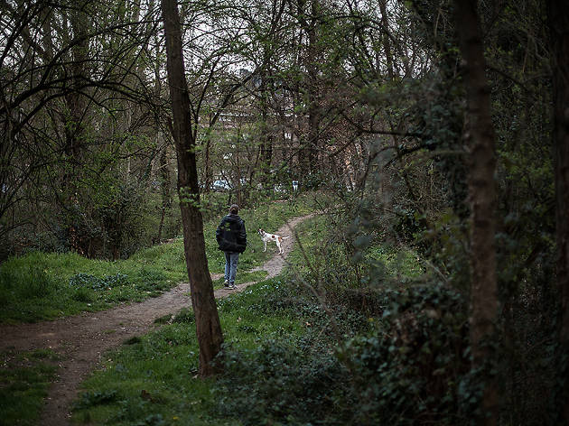 Bosc del Mas Abella Bosc del Mas Abella