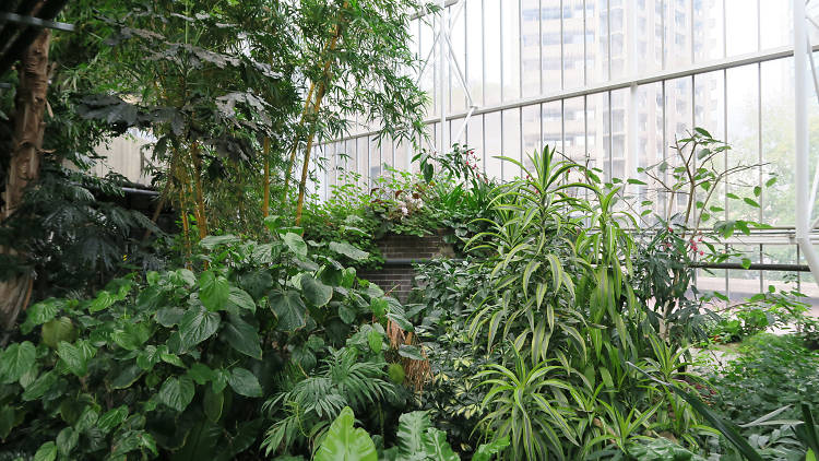 Barbican Conservatory