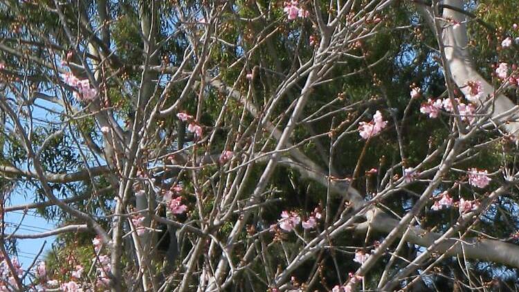 Torrance Cherry Blossom Festival