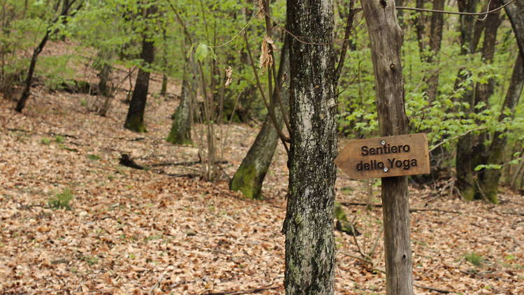 Try yoga in the woods