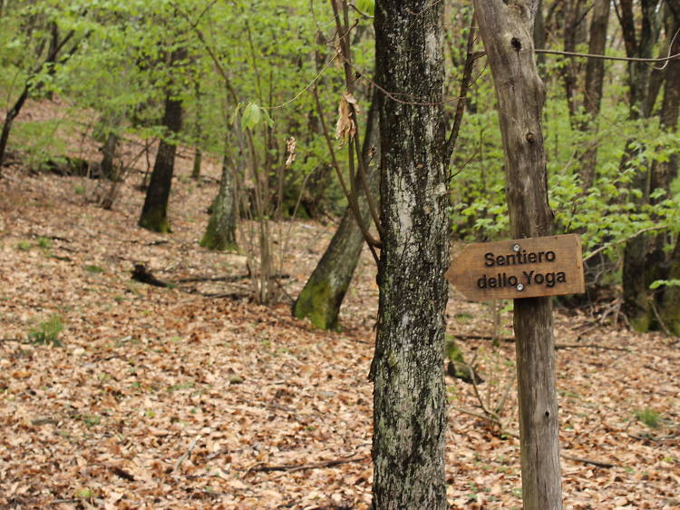 Try yoga in the woods