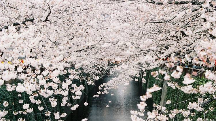 Everything you need to know about the cherry blossoms