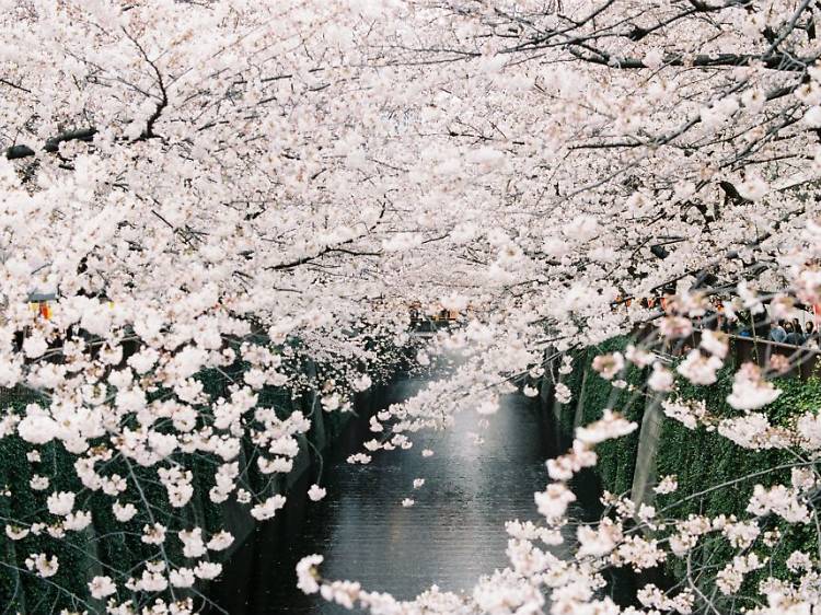 Everything you need to know about the cherry blossoms