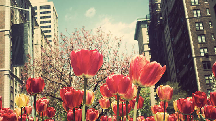 spring, spring in nyc, tulips