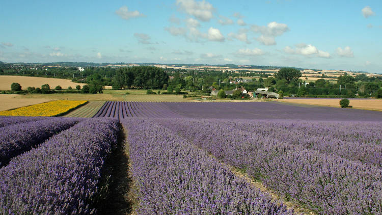 Losing yourself in a field of lavender