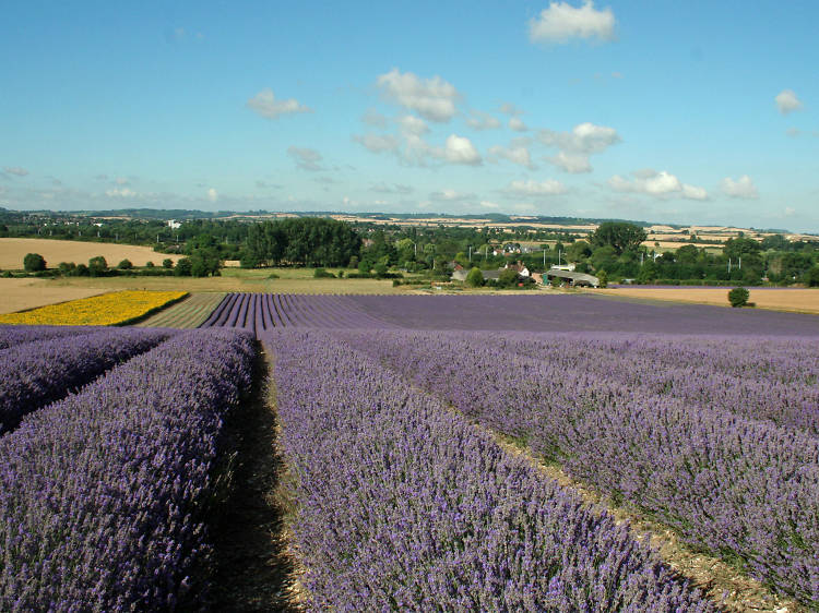 Losing yourself in a field of lavender