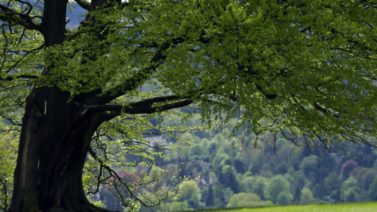 Picnic à la Austen