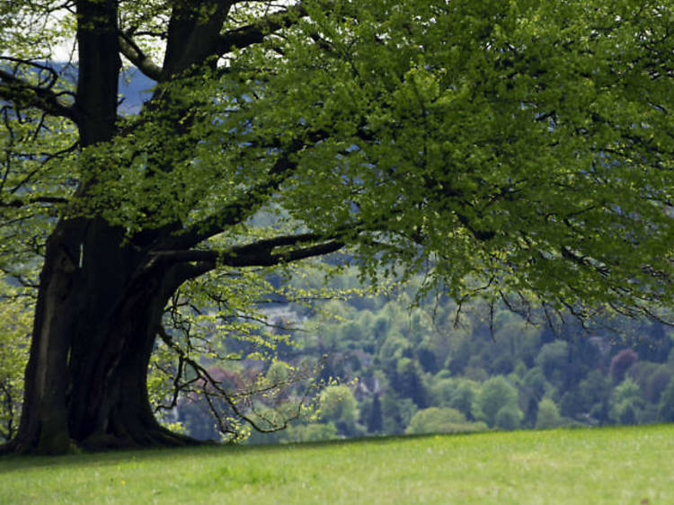 Picnic à la Austen