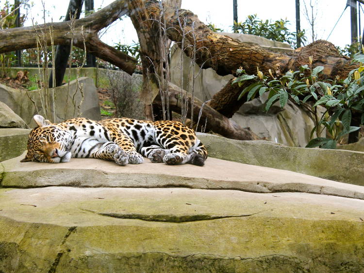 Parc zoologique de Paris - Zoo de Vincennes