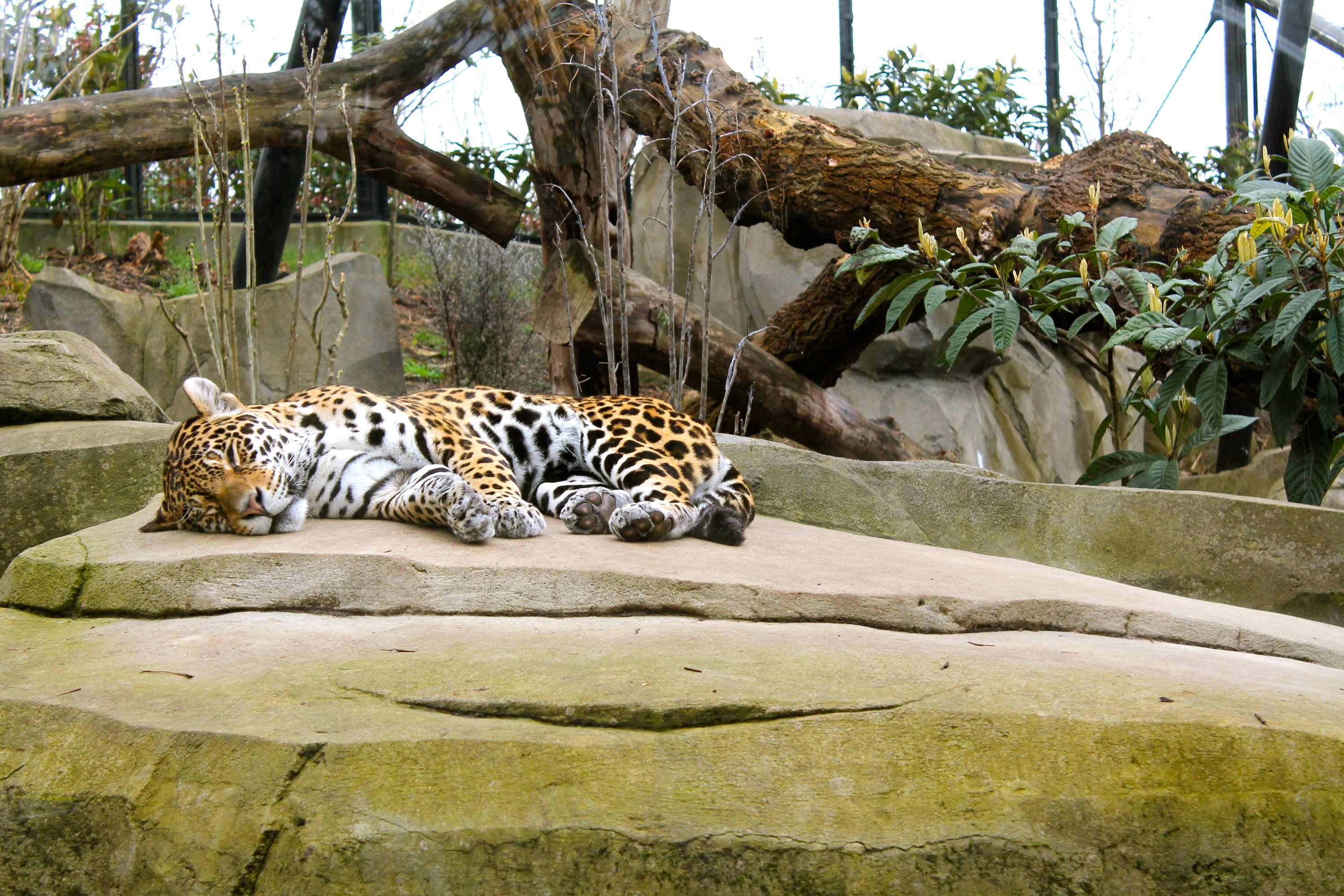 Zoo john. Венсенский зоопарк. Зоопарк в Париже. Парижский Зоологический парк. Московский зоопарк животные.