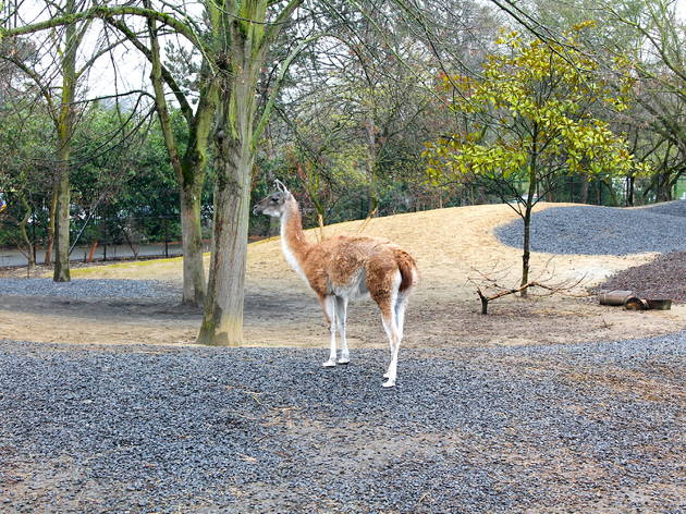 zoo vincennes zoo vincennes (© C.Gaillard)