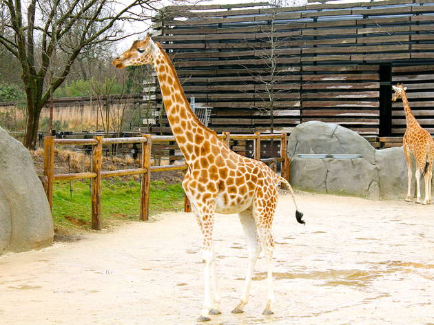 zoo vincennes zoo vincennes (© C.Gaillard)