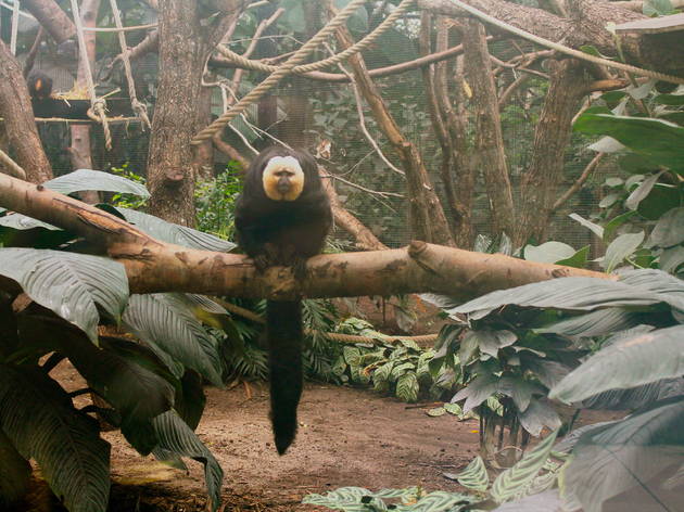 zoo vincennes zoo vincennes (© C.Gaillard)
