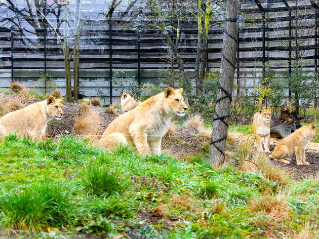 zoo vincennes zoo vincennes (© C.Gaillard)