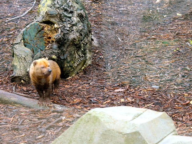 zoo vincennes zoo vincennes (© C.Gaillard)