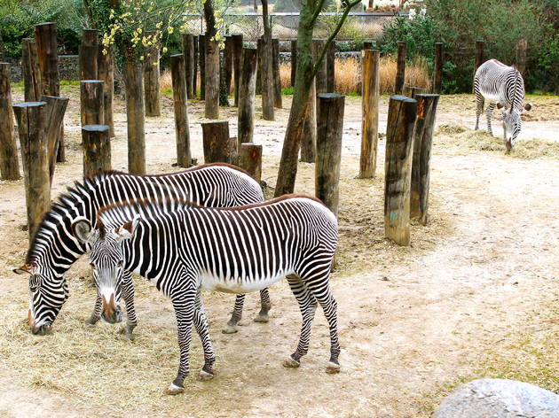 zoo vincennes zoo vincennes (© C.Gaillard)