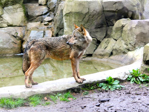 zoo vincennes zoo vincennes (© C.Gaillard)