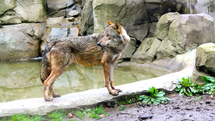 zoo vincennes (© C.Gaillard)