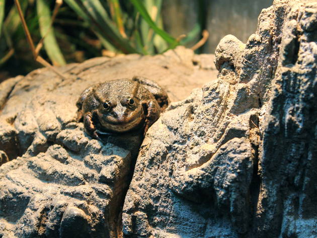 zoo vincennes zoo vincennes (© C.Gaillard)