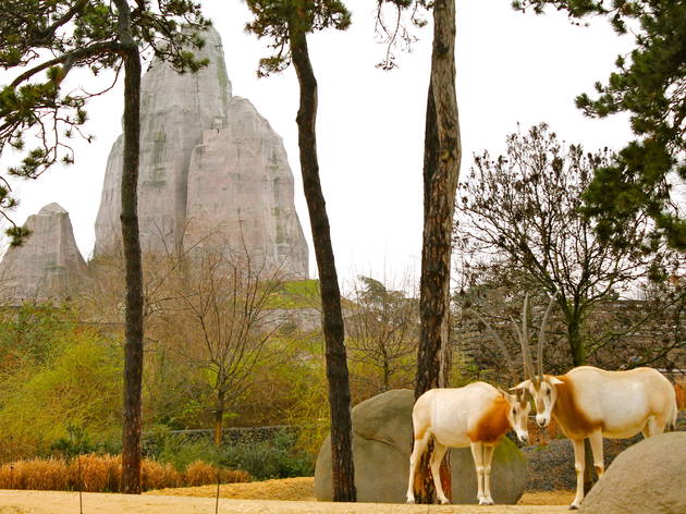 zoo vincennes zoo vincennes (© C.Gaillard)
